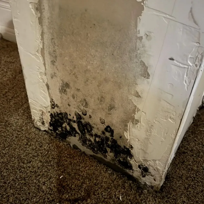 Professional Mold Removal in Weldon, CA